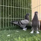 حمام تركي