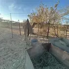 قعود كفو العمر ثلاث سنين