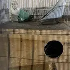 جوز روز مشاء الله