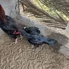 دجاجه شامو الماني اصل فاخر