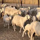 بيعت
