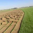 نجيله عشب طبيعي و زراعة وحدائق