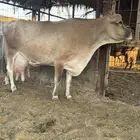 بقره سويسريه براون فاخره من فواخر ابقار الاحساء