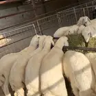 ذبايح مع خدمة السلخ والتوصيل