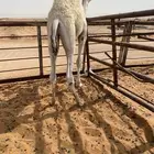 قعود قصب