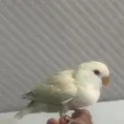 عصفور روز ينفع تفاوض و فلوس