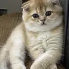 اسكوتش فولد بيور