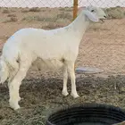 خروف مشروع فحل فاخرر