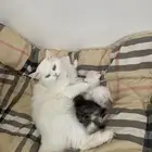 قطه و 4 صغار ثنين ذكر ثنين انثى شرازيه الام الاب هملايا