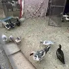 بط للبيع