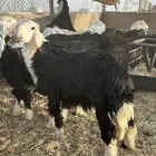 خروف نجدي نضيف