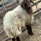 سوق الجربوع غرب الرياض