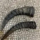 قرن وعل عل السوم