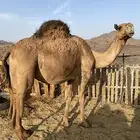 لقحه صفراء ملاقي تبي تلد ناقه فروع مقنوي الحد تمم البيعع