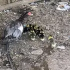 بطة مع فروخها