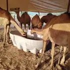 قعدان مرابى لحم ممتاز