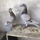 حمام زاجل وسطول
