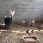 دجاج بلدي