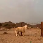 طلي فحل مشروط