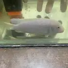 سمك زينه