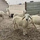 خرفان حرية