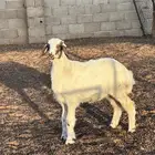 للبيع خروف حري مغلق شحم