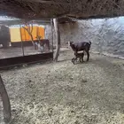 11ماعز 7عليها 8واربع وحده حليب وثلاث دفيع