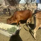 بقر للبيع مع الفحل