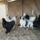 دجاج برهما
