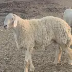 طلي صنف مشروط