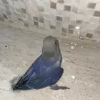 تم البيع