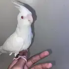 كروان البينو
