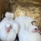 زوج زينه بعياله