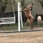 تيس فحل مشروط