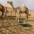 خلفات هدايا