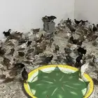 دجاج وادي الفرع