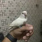 روز البينو عيون حمراء جدة