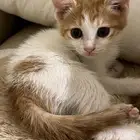 قطط صغيره للتبني