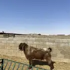 تيس سديس طيب وشرط القريع