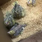 افراخ كروان للبيع