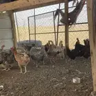 للبيع دجاج