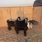 جفرات