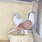 حمام زينه