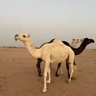 لقحات قريبات سليمات العذاريب