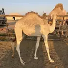 بكره سمين