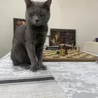 قط ضائع هديه لمن يعثر عليه