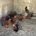 اديكه للبيع