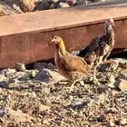 للبيع دجاج ترث