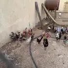 للبيع دجاج بياض وديوك