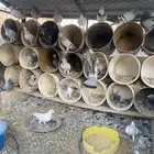 حمام فرايد